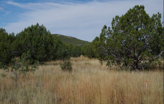 Beautiful Treed – Quiet and Private Off-Grid Land