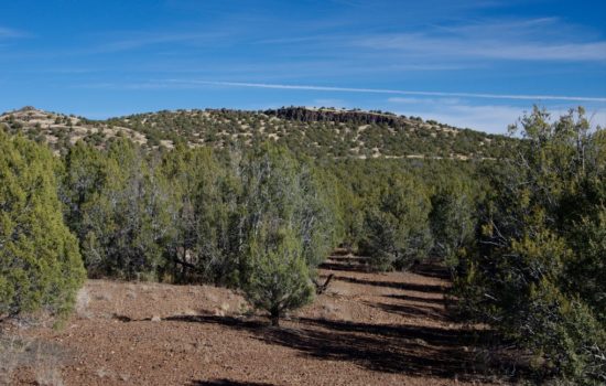 Treed- Private Off-Grid Land