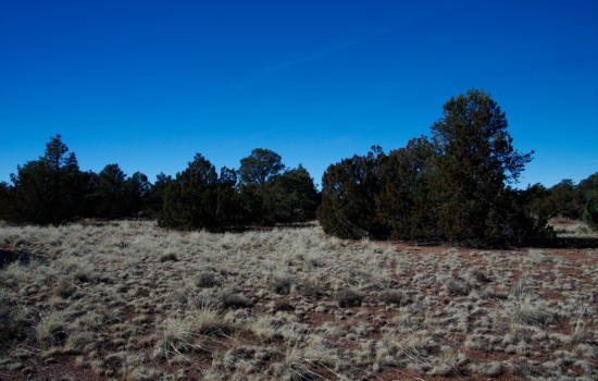 Nicely Treed Off-Grid Land