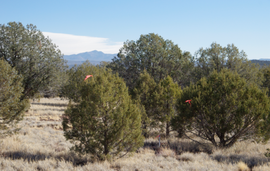 Land Near Kaibab National Forest –  Your Gateway to Adventure